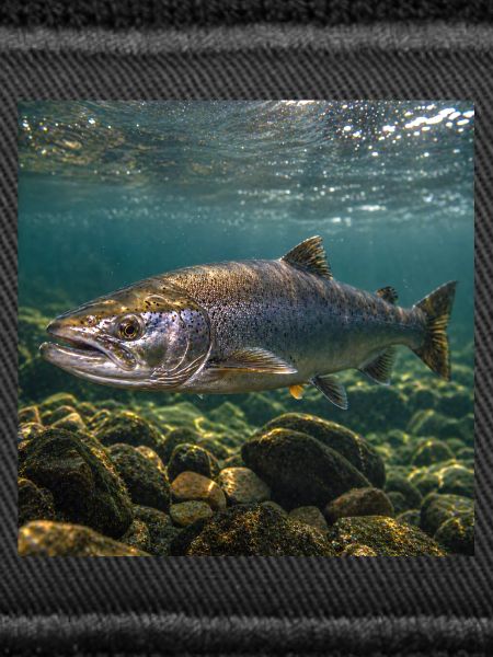 Lachs-Unterwassermotiv