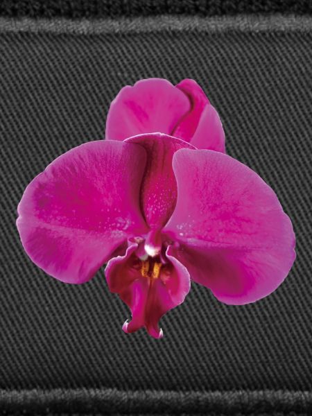Vivid_Pink_Phalaenopsis_Noth_Orchid_Bloom