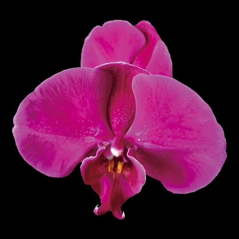 Vivid_Pink_Phalaenopsis_Noth_Orchid_Bloom