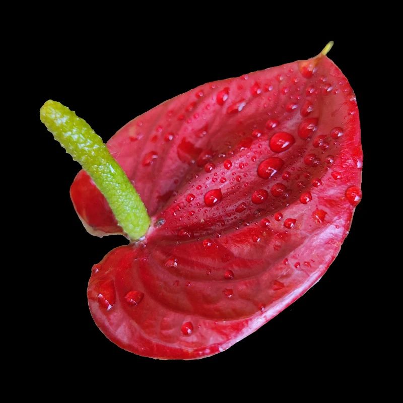 Vibrant_Red_Anthurium_Flower