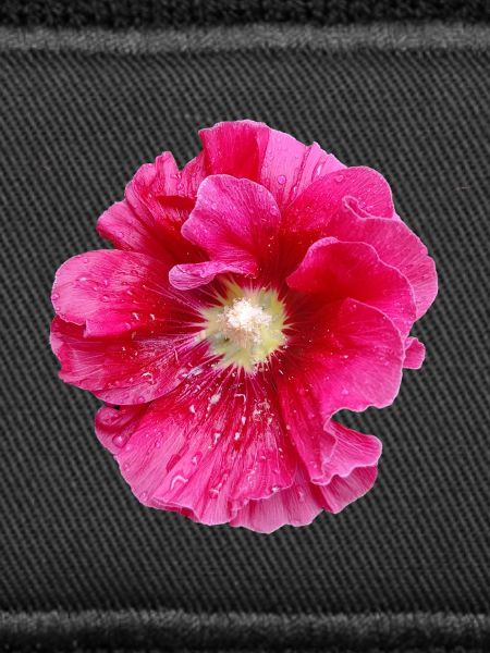 Hollyhock_in_Rain