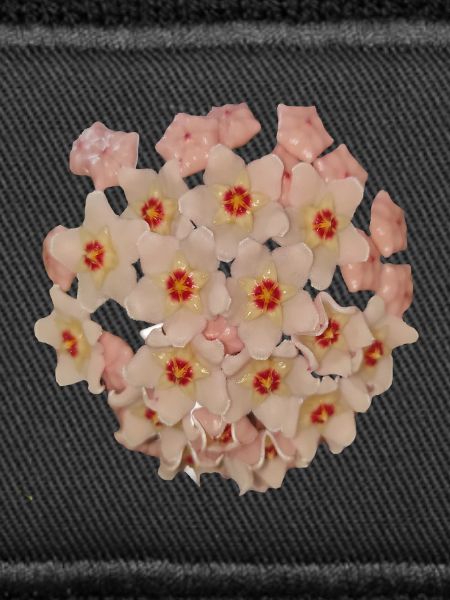 Pink_Hoya_Carnosa_Bloom