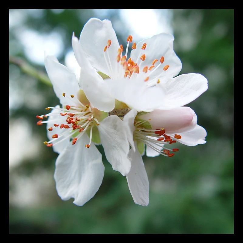 Mandelblüte Frühlingslook 02
