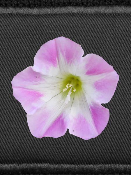 Pink_Field_Bindweed_Morning_Glory_Flower