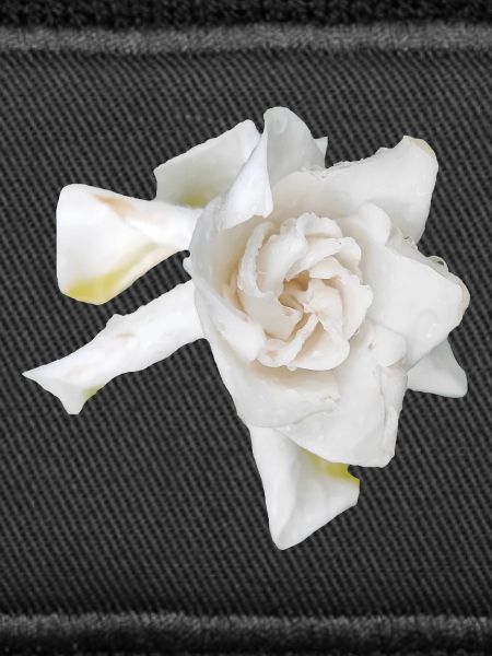 Dewy_White_Gardenia_Macro_Flower_Wall_Art