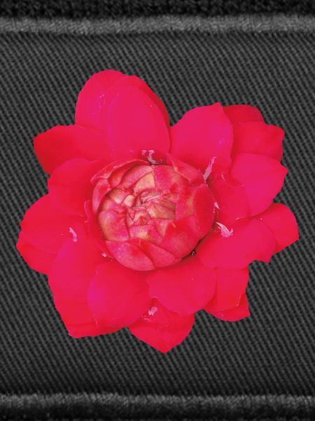 rare_red_tropical_ginger_flower_close_up
