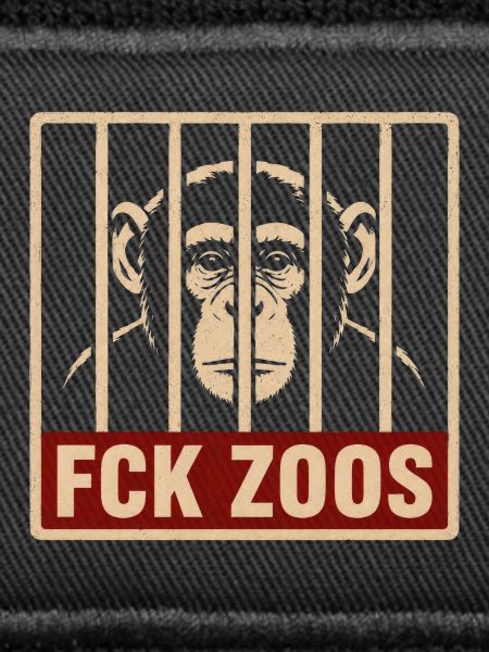 FCK Zoos Schimpanse