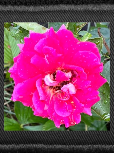 Rosa Rosenblüte