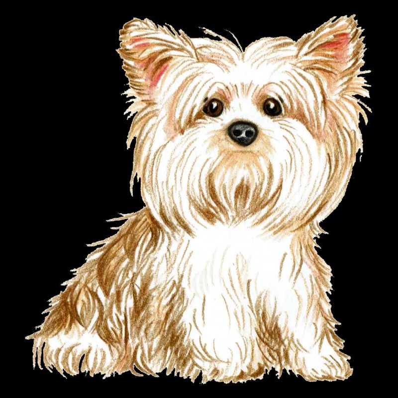 chien Yorkshire terrier - chien mignon