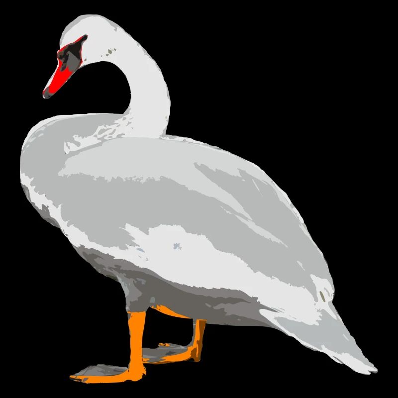 cygne