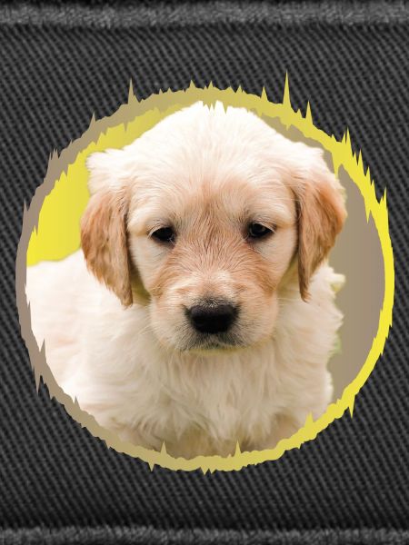 chiot