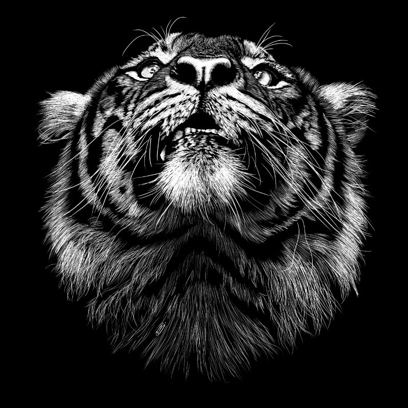 Tigre