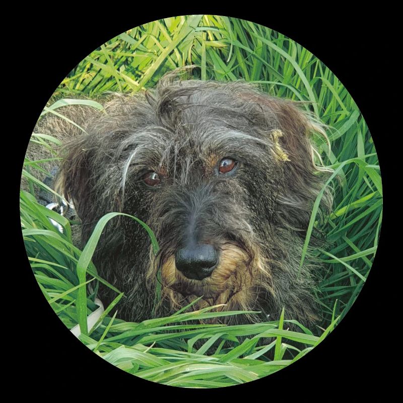 Teckel mignon à poil dur - teckel à poil dur teckel