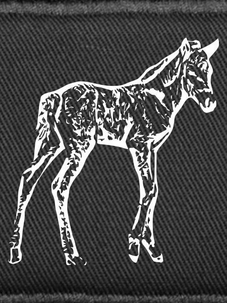 Pferd weiß, Fohlen