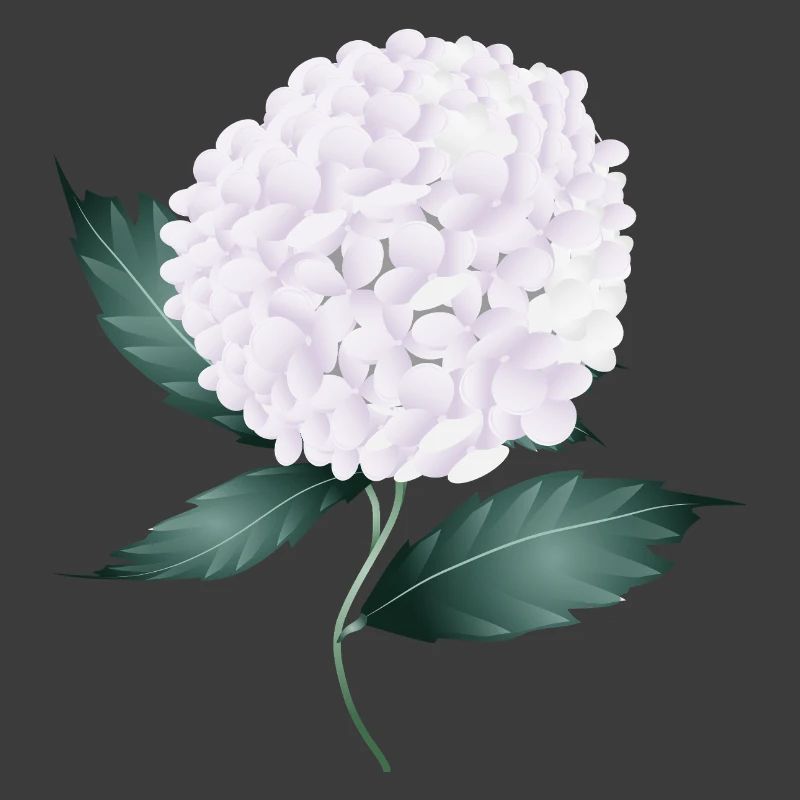 White hydrangea blossom – elegance and lightness