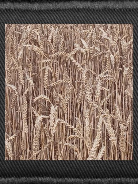 Weizenfeld Goldbraun