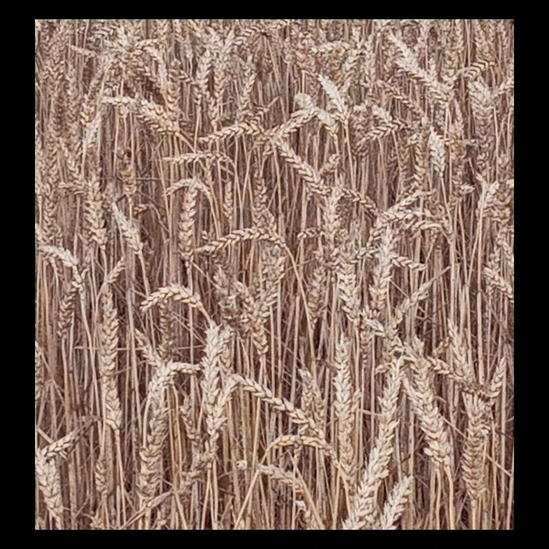 Weizenfeld Goldbraun
