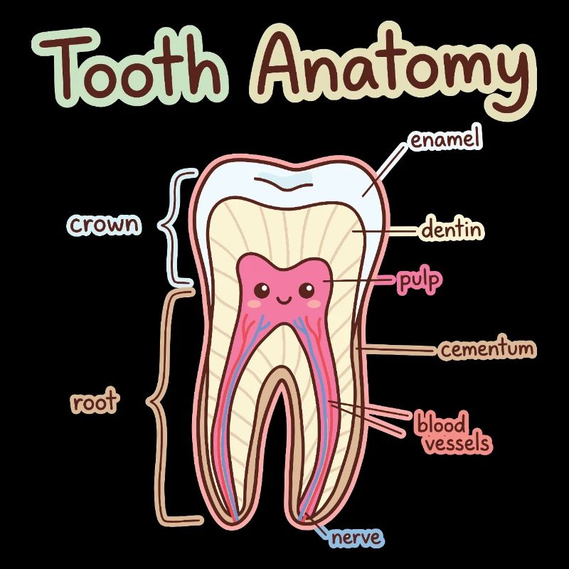 Dentiste assistant dentaire en anatomie dentaire
