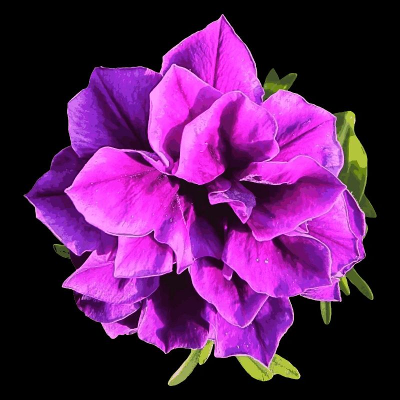 Fleur de pétunia violette