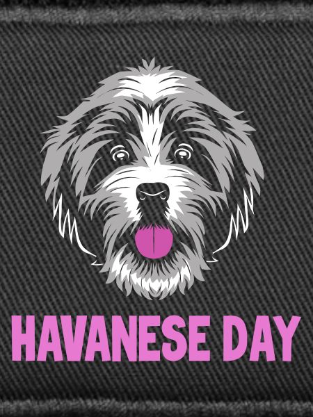 Havaneser Hund