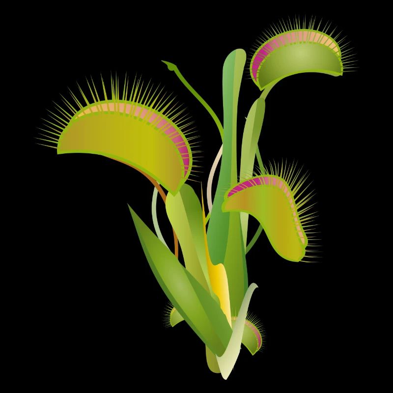 Venus flytrap a fascinating indoor plant