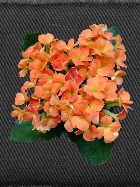 SPRING FLOWERS (orange)