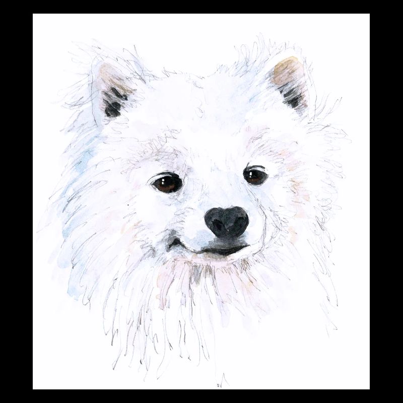 Junger Samojede - Portrait Handgezeichnet Aquarell