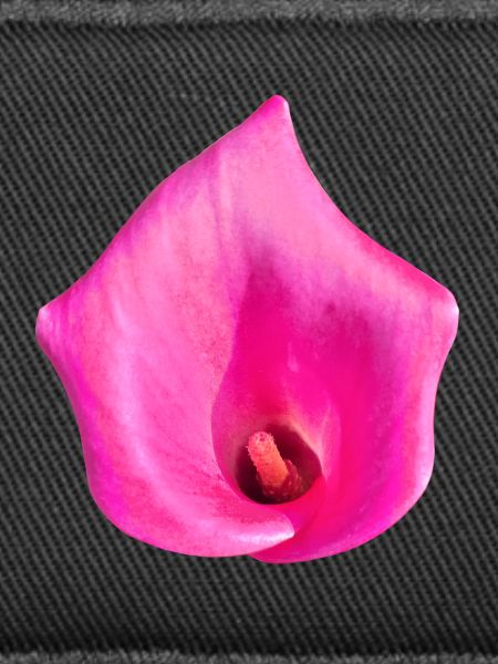 Pink Calla Blossom