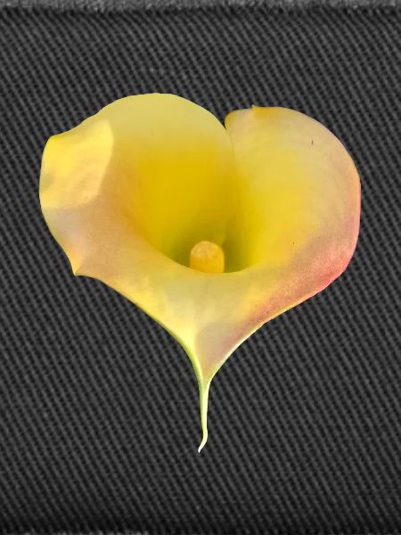 LYS CALLA JAUNE