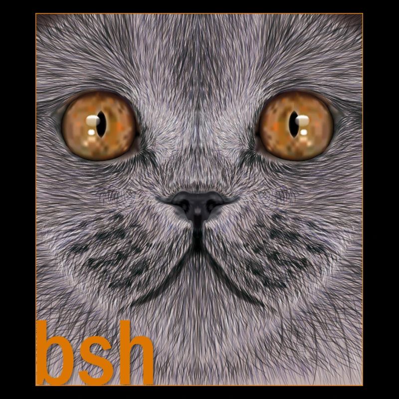 British Shorthair Cat