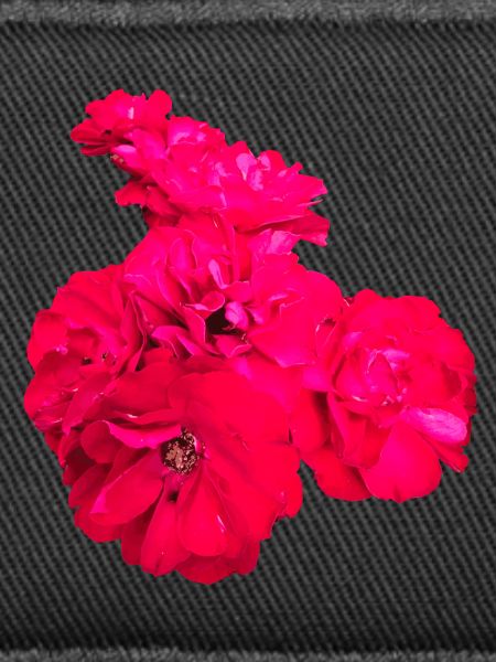 Roses