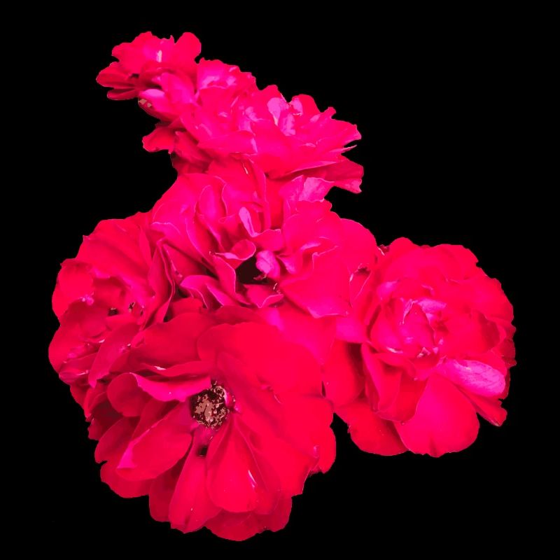 Roses