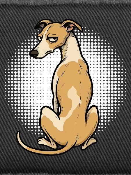 Whippet Windhund Whippets Windhundbesitzer