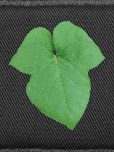 Green_Leaf_-_Tiny_Red_Spider