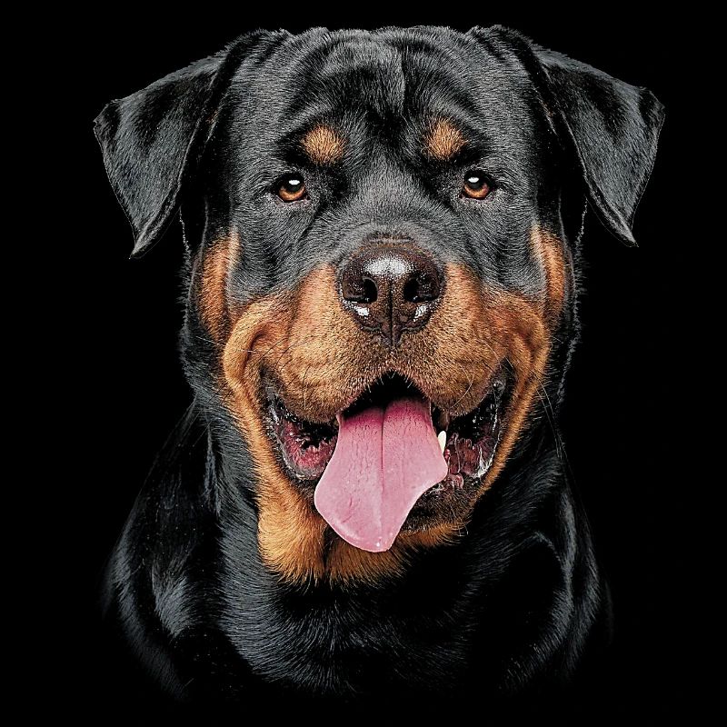 Rottweiler Chien