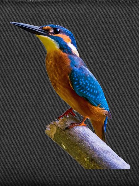 eisvogel