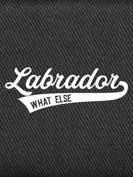 Labrador Retriever