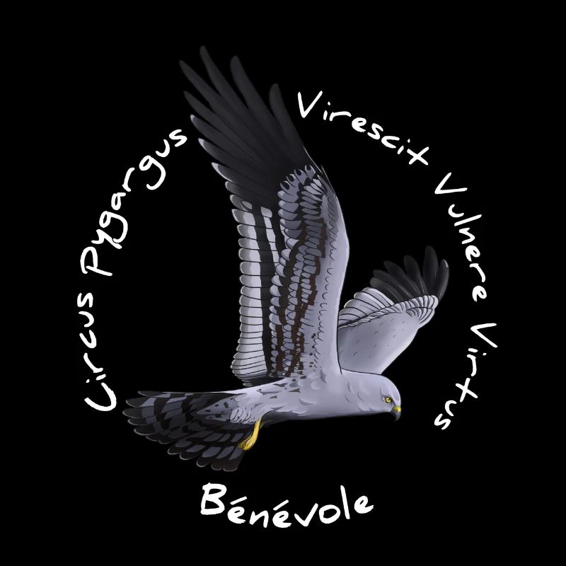 Busard cendré