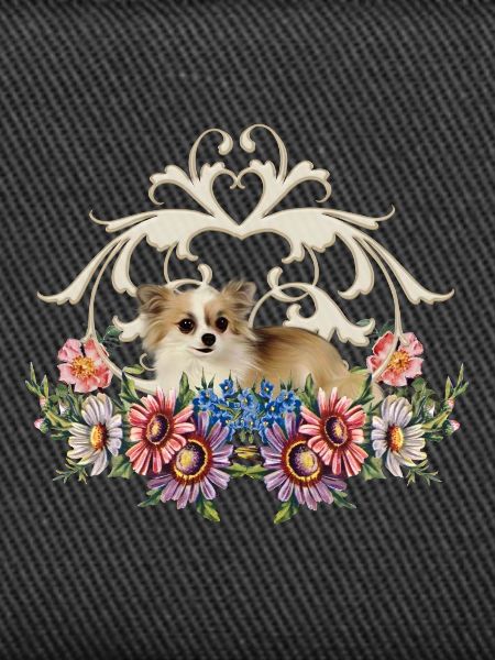 Linda chihuahua