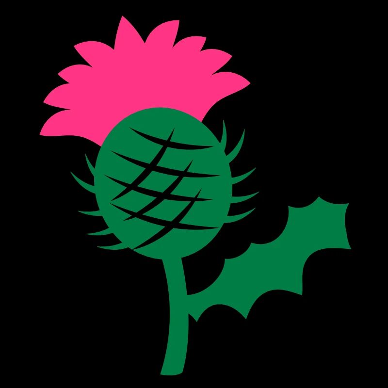 seule fleur de tête de chardon écossais Ecosse