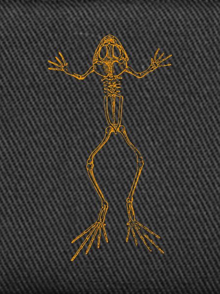 Squelette de grenouille
