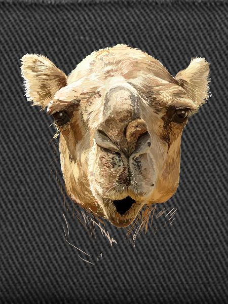 Camel