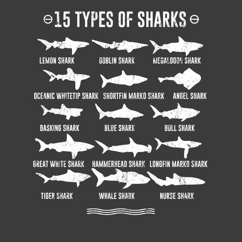 Requins - 15 types de requins
