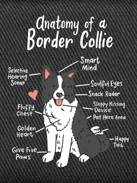 Border Collie