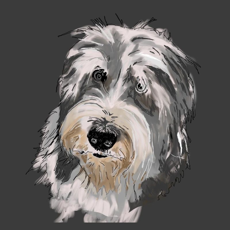 Bearded Collie