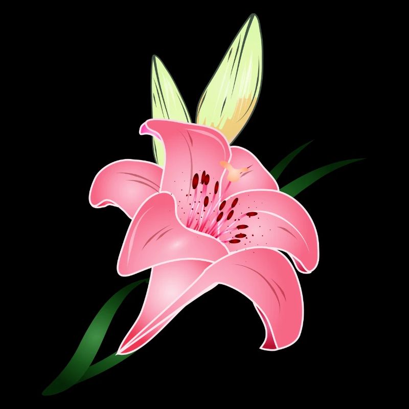 pink lily bloom with two buds