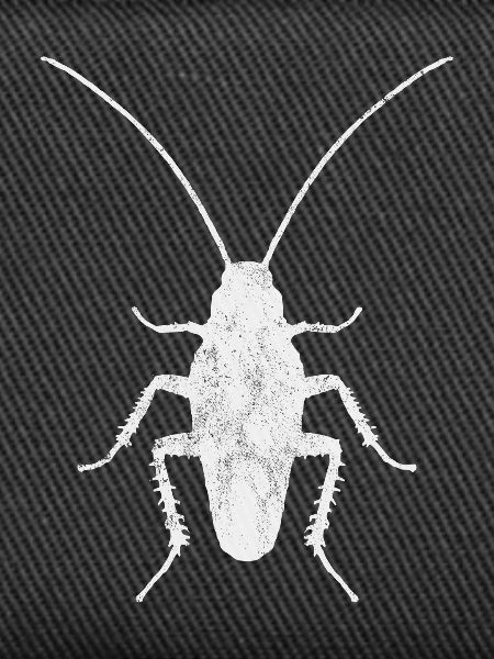 Cockroach Insect Entomology