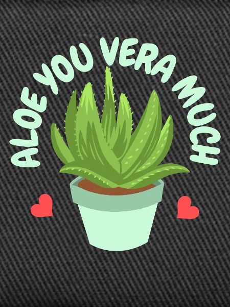 Aloe Vera Succulents