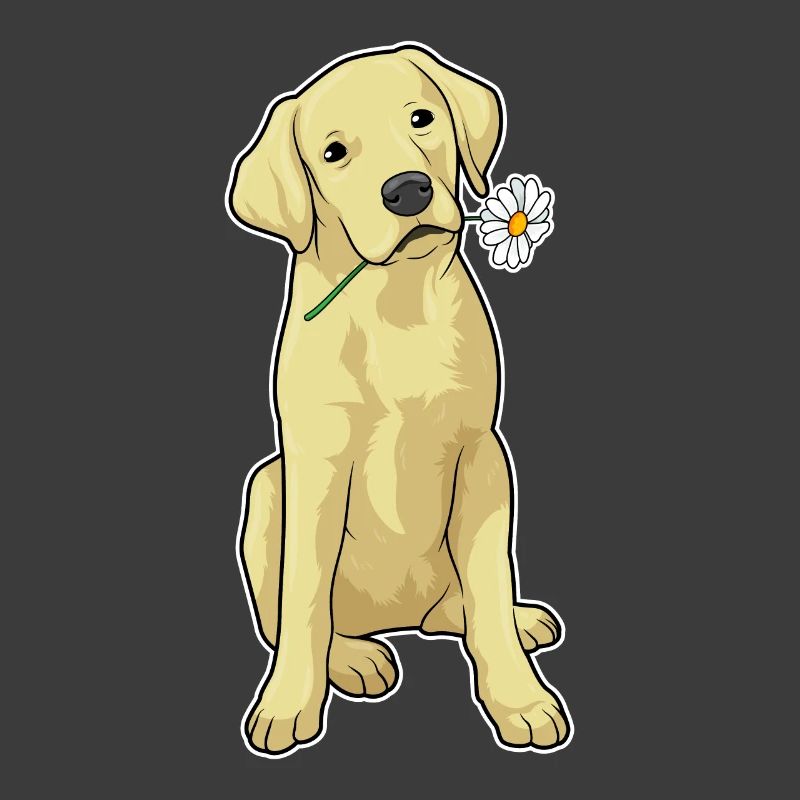 Labrador Gänseblümchen