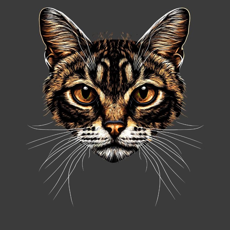 Bengal Katze Leopard Cat Leopardette Bengal Katzen